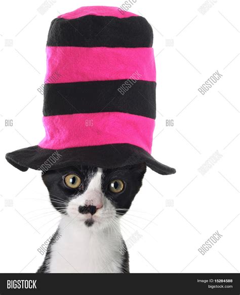 Cat Wearing Hat Image And Photo Free Trial Bigstock