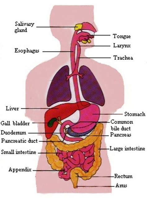 Torso diagram human anatomy ✅. Picture Of Human Body With Organs Labeled | Human ...