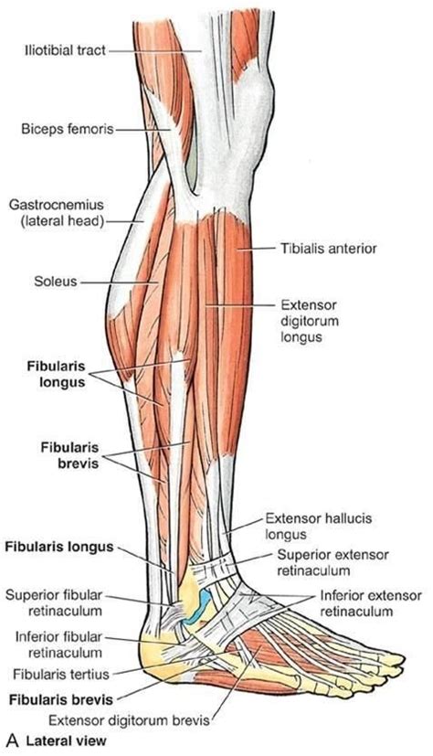 Muscles Of The Right Leg In Lateral View Human Muscle Anatomy Body