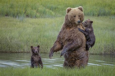 Coastal Brown Bears Of Lake Clark National Park Renee Doyle Photography