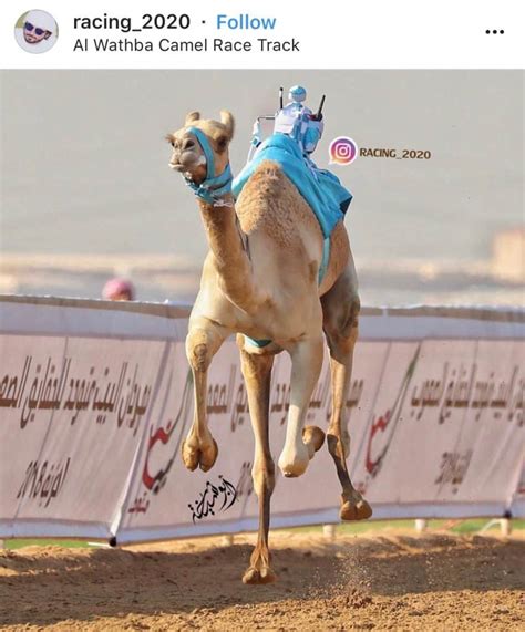Camel racing world federation as the official authority in the world, consolidating the management of this traditional and sport field, that has root in belief and culture, has started needed activities. 6 Places to Visit in Abu Dhabi On a Budget | Citymax Hotels