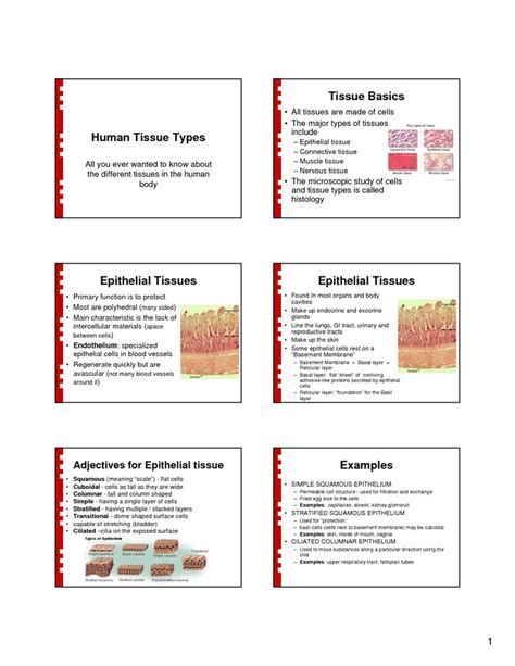 25 Bästa Tissue Types Idéerna På Pinterest Muskelsystem Centrala