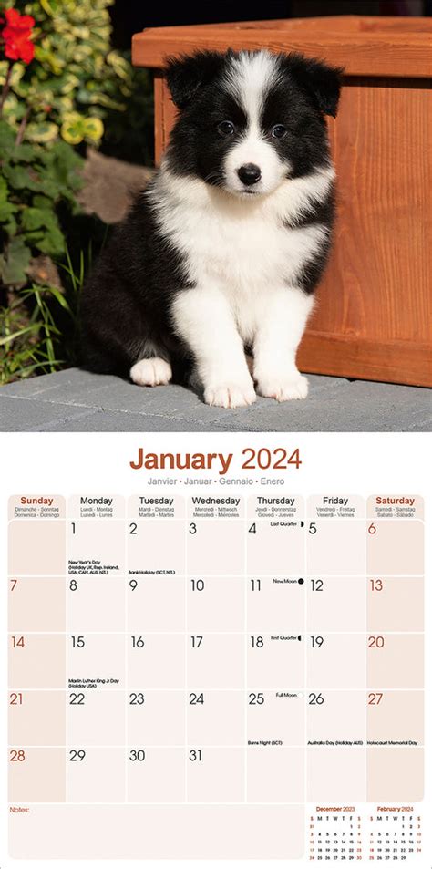 Border Collie Puppies Calendar 2024 Avonside Publishing Ltd