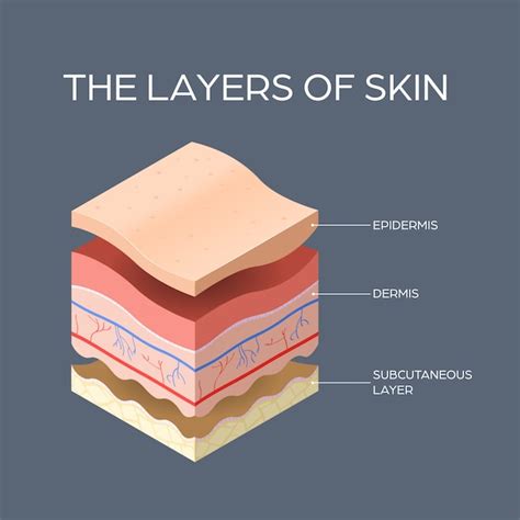 Premium Vector Cross Section Of Human Skin Layers Structure Skincare