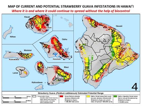 Biocontrol To Begin Against Strawberry Guava Maui Now