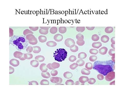 Neutrophil Basophil And Activated Lymphocyte In A Smear Medical