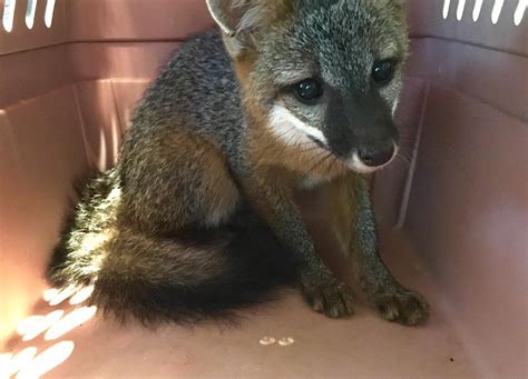 Grey Fox Kit Southwest Virginia Wildlife Center Of Roanoke
