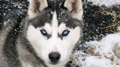 Husky Siberian Dogs Animals Wallpapers Canine Toplist