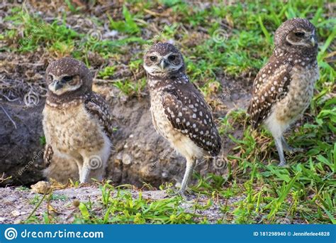 Baby Burrowing Owls Portrait South West Florida Wildlife Cape Coral