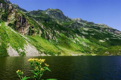 Yellow Flowers At A Mountain Lake With Wonderful Green Mountains Stock