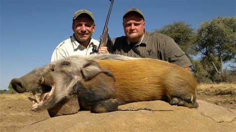 Trophy Bushpig Hunting In South Africa Big Game Hunting Adventures