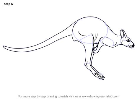 Draw the head of your kangaroo by drawing an ellipse shape. Learn How to Draw a Kangaroo (Zoo Animals) Step by Step ...