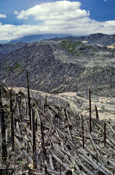 Fallen Trees Mt St Helens Stock Image C0279822 Science Photo