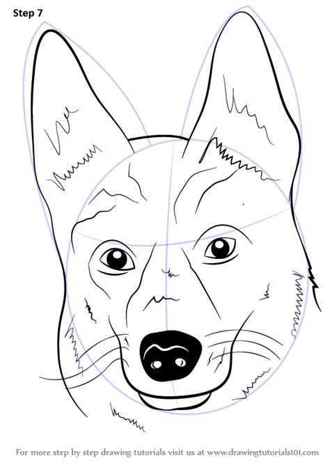 How to draw easy animals step by step image guide hat you spend some time studying the distinguishing. Learn How to Draw German Shepherd Dog Face (Farm Animals ...