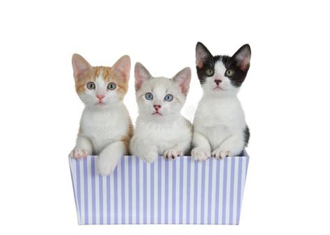 Three Kittens Peeking Out Of Purple Striped Present Box Isolated Stock
