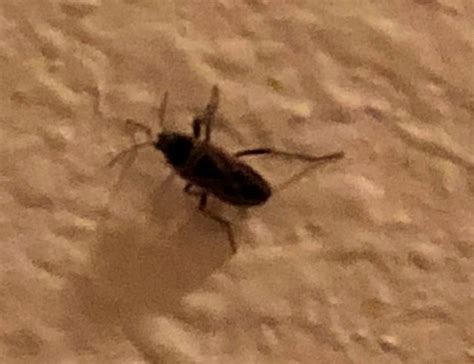 Small Black Bugs In House Washington State Annamarie Greenwood