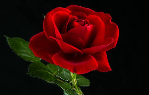 Red Rose In Close Up View Stock Photo Download Image Now