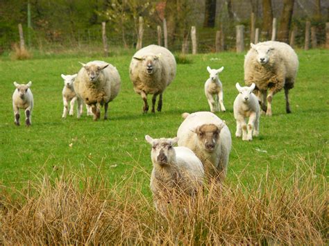 图片素材 景观 性质 组 领域 农场 草地 跑 毛皮 放牧 牧场 哺乳动物 农业 羊毛 动物群 羊肉 种族