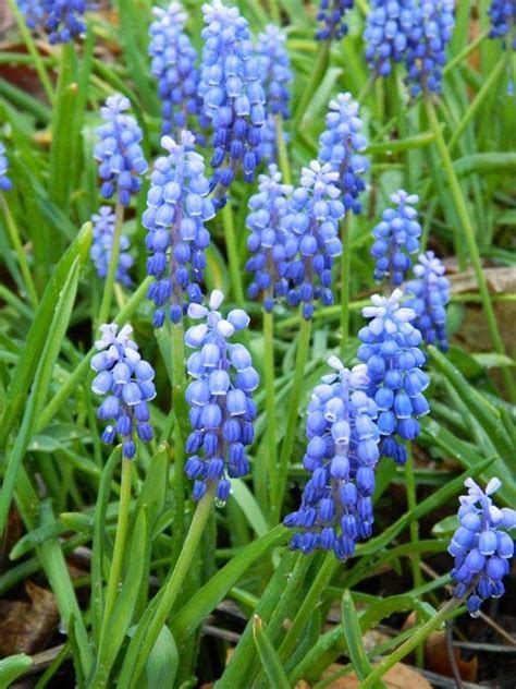 See more ideas about hyacinth, bulbs indoor, planting flowers. Grape Hyacinth | Grape plant, Garden yard ideas, March ...