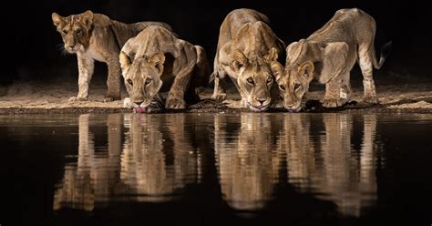 Photographer Builds African Watering Hole To Capture Amazing Photos