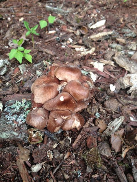 Need Help Mushroom Identification West Virginia Mushroom Hunting And