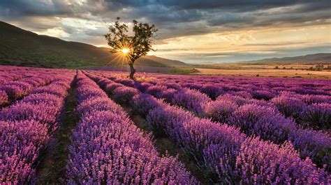 Nice Beautiful Lavender Purple Flowers Field In Mountains Sunset