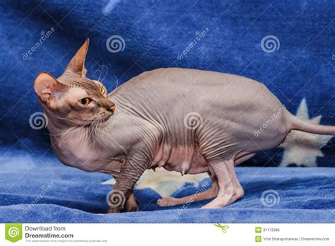 Donskoy Sphynx Stock Photo Image Of Animal Close Household 31173386