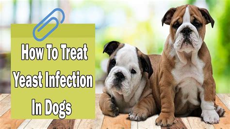How To Treat Yeast Infection In Dogs Home Remedies For Yeast