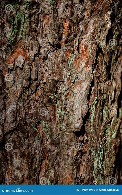 Abstract Texture Tree Bark Tree Bark In The Forest In Natural
