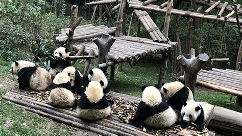 573 Chengdu Private Tour Research Base Of Giant Panda Breeding