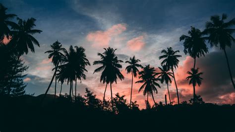 Tourism, tropical, tropical beach, summer, summertime, sky. Palms silhouettes wallpaper - backiee