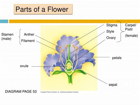 Parts Of Flower Male And Female Reproductive System The Flower