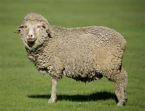 What Are Some Domestic Sheep Breeds With Pictures