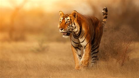 Tiger Is Walking On Dry Grasses During Golden Light Time 4k Hd