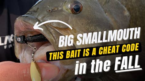 Cheat Code For Big Fall Smallmouth Out Fish Everyone With The Great Lakes Finesse Sneaky