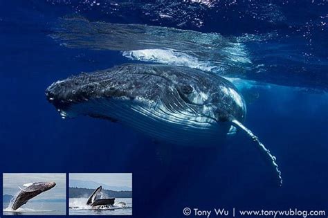 Photographing humpback whales in tonga is something i have wanted to do for a long time, and i was very excited to share my experiences with photography life readers. Humpback Whale Photography Tour - Outdoor Photographer