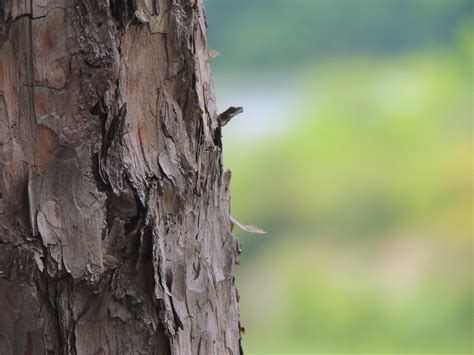 Free Images Tree Nature Forest Branch Bird Structure Wood Leaf
