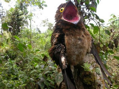 The Great Potoo Bird Is A Very Creepy Looking Bird Indeed
