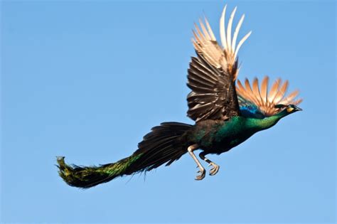 Hanya pejantan yang memiliki bulu panjang dan indah. 15 Fakta Burung Merak Yang Menarik Untuk Diketahui ...