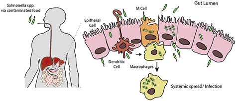 Enterica is the type species and is further divided into six subspecies that include over 2. Frontiers | Swiss Army Pathogen: The Salmonella Entry ...