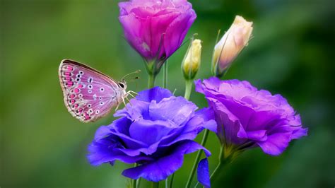 Pink Butterfly On Blue Flower In Green Background Hd