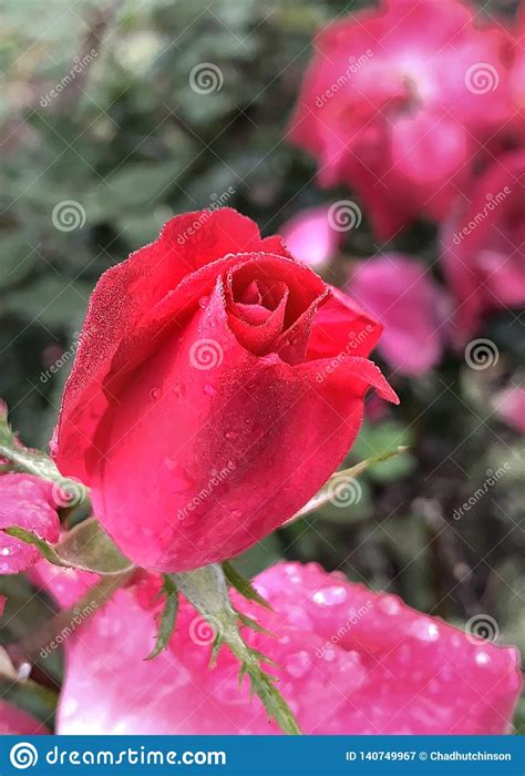 Red Rose Bud With Dew Drops Stock Image Image Of Rose Covered 140749967