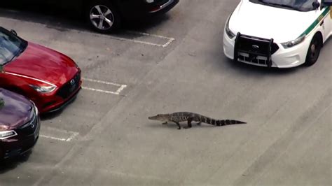 Alligator Found Roaming Nw Miami Dade Warehouse Parking Lot Captured Wsvn 7news Miami News