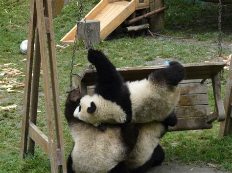 Three Pandas Falling Off A Bench Picture Of Wolong Giant Panda Nature