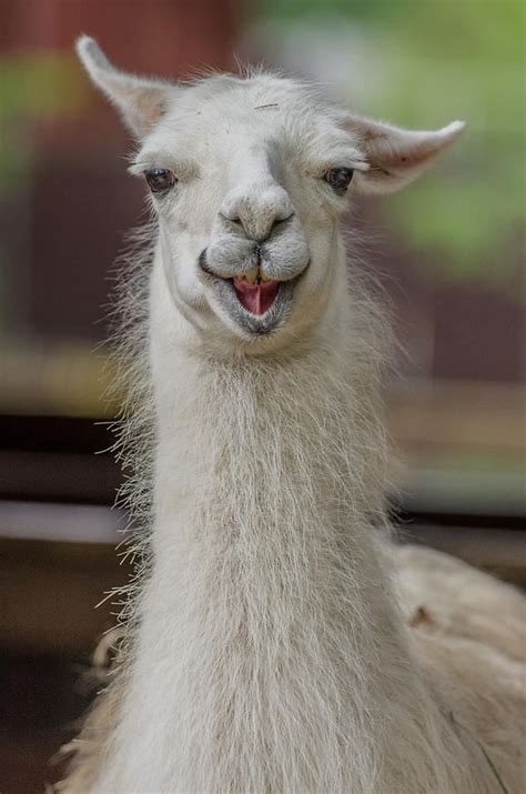 Smiling Alpaca By Greg Nyquist Llama Pictures Alpaca Funny Llama
