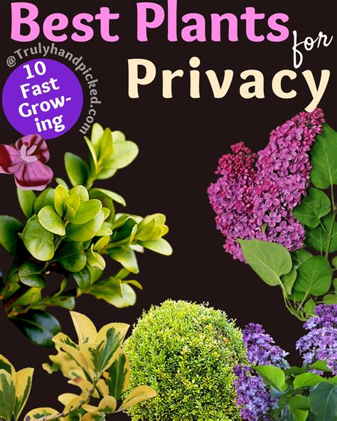 Green Screens Low Maintence And Fast Growing Privacy Plants