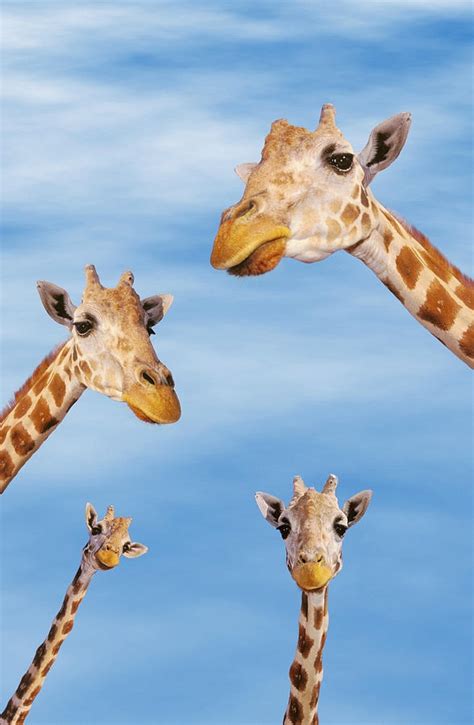 Four Giraffes Photograph By Thomas Kitchin Victoria Hurst Fine Art America