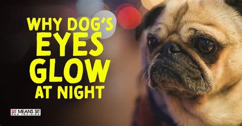 Why Dogs Eyes Glow At Night Sit Means Sit Dog Training Philadelphia