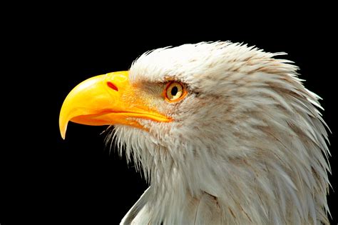 Filebald Eagle Head And Beak Wikimedia Commons