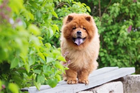 Chow Chow What To Know Before Buying Perfect Dog Breeds